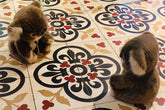 patterned floor tiles with HEADY koala